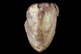 Serrated, Fossil Phytosaur (Redondasaurus) Tooth - New Mexico #133298-1